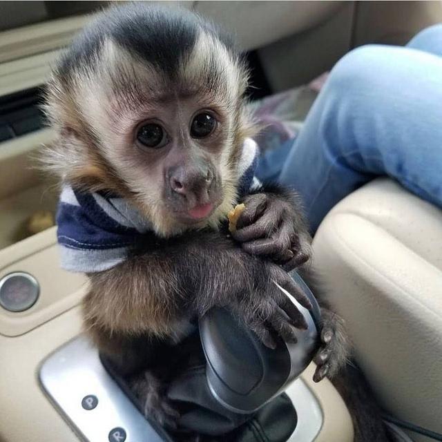 CAPUCHIN MONKEYs For sale