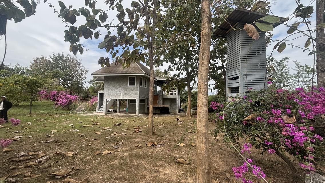 ที่ดินพร้อมบ้าน 2 ไร่ 2.7 ล้าน ต.วังหมี บ้านโคกสันติสุข 13