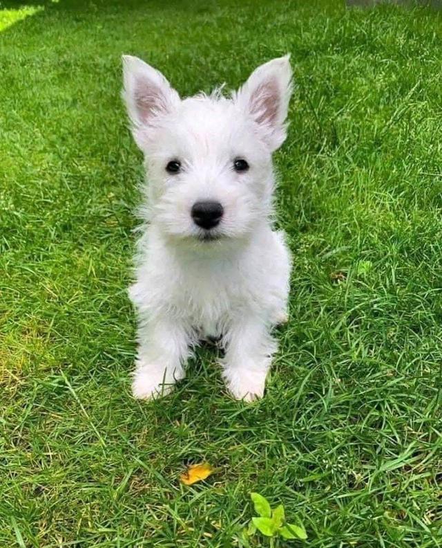 ขายลูกสุนัขพันธุ์ West Highland White Terrier  2