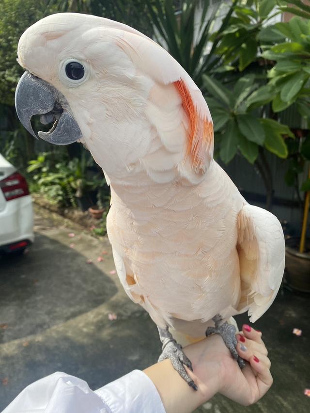 นกกระตั้ว มอลอคคั่น หาบ้าน ไม่มีค่าใช้จ่าย ขอคัดบ้าน