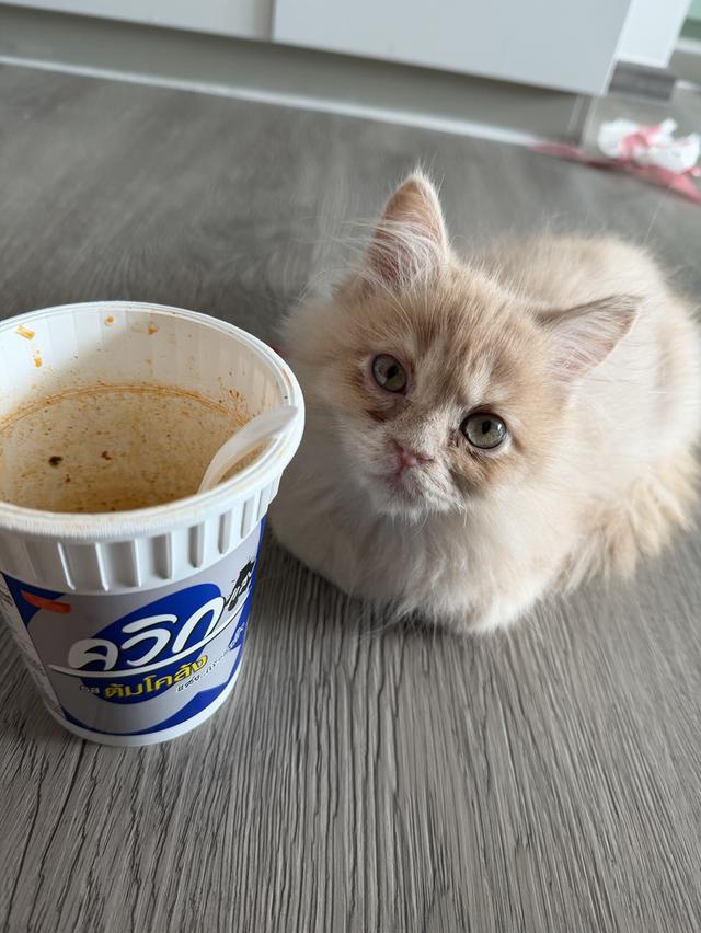 น้องแมวพันธุ์เปอร์เซีย อายุ 3 เดือนสีส้มอ่อน