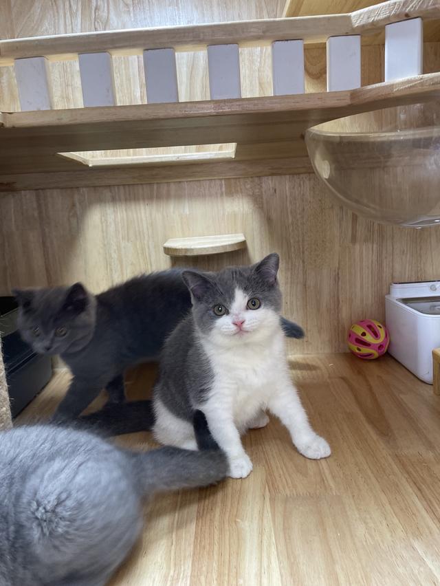 แมวมันช์กิ้นขายาว พร้อมย้าย 9