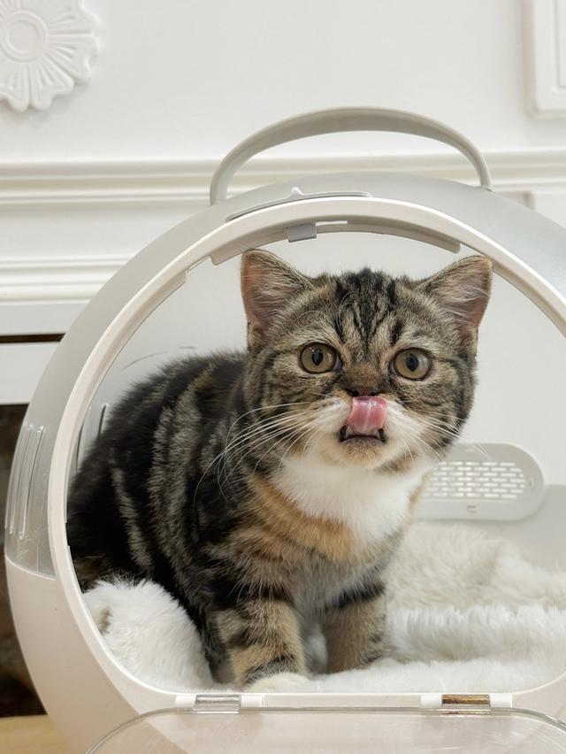 เเมว Scottish fold baby girl รูปย่อยที่ 3