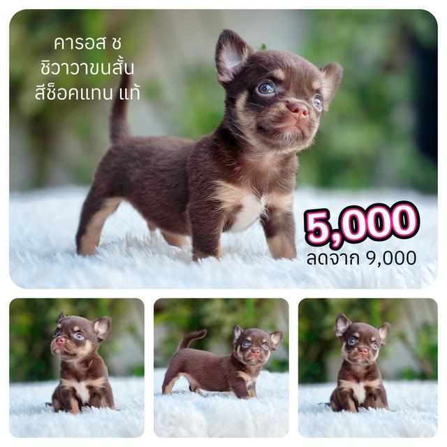 ชิวาวาขนสั้นสีช็อคแทนพันธุ์แท้เพศผู้พร้อมย้ายบ้าน