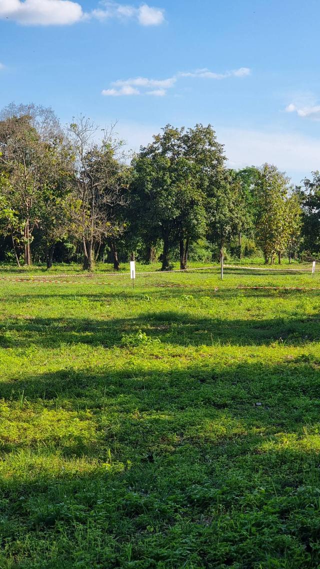 ที่ดินราคาถูกที่สุดในน้ำแพร่ เริ่มต้นเพียง 3,750 บาท/ตรว. เท่านั้น! 3