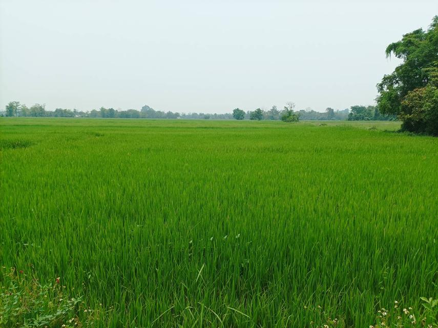 ขายที่ดิน ราคา8,000บาท/ตร.ว. ต.สง่าบ้าน อ.ดอยสะเก็ด จ.เชียงใหม่ 6