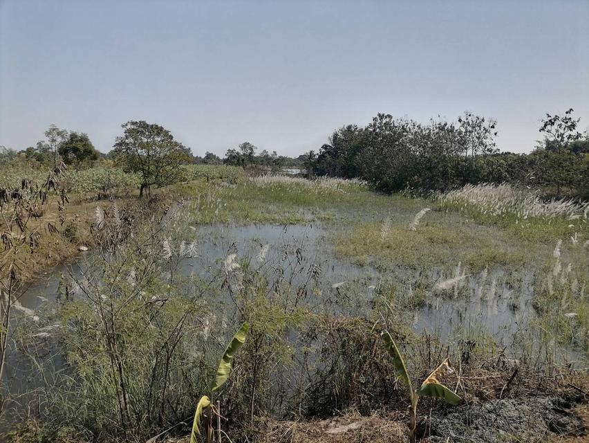 ที่ดินในจังหวัดสุพรรณบุรี 5