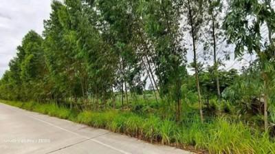 ขายที่ดินหนองอิรุณบ้านบึงชลบุรี ขายที่ดิน 15 ไร่ อยู่ใกล้นิคมAsiaClean พื้นที่สีเหลือง 8