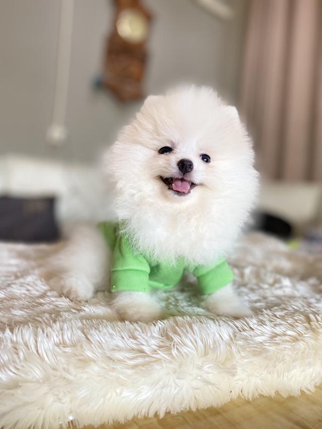 ปอมแท้ อายุ2เดือน มีหลายตัวให้เลือก ราคากันเอง 