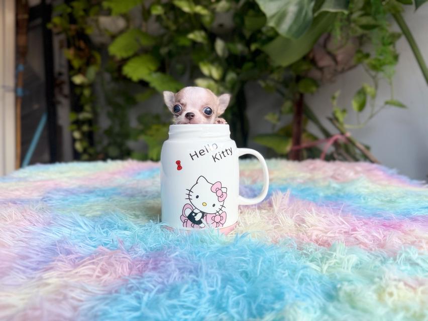 ชิวาวาแท้ขนสั้น เพศผู้ 8