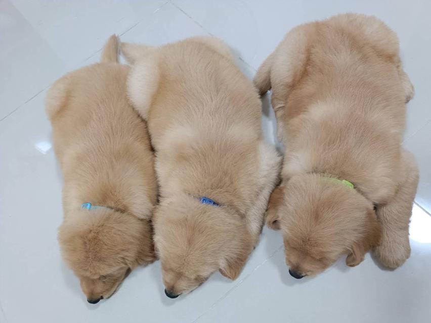 โกเด้น   พิกัด กรุงเทพ  5