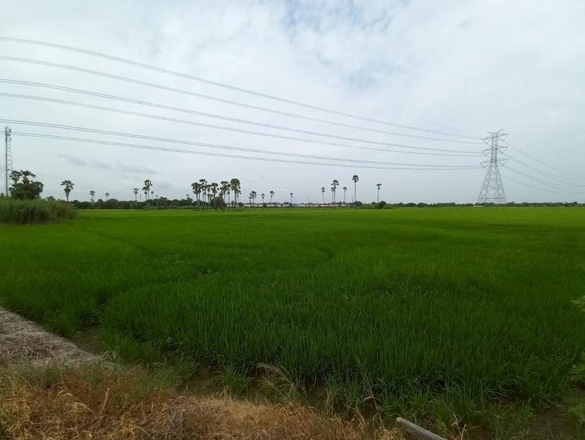 ขายที่ดินเปล่า ซอยบางคูวัด-บางบัวทอง4 (ซอยคลองบุ้ง) ถนน345 4