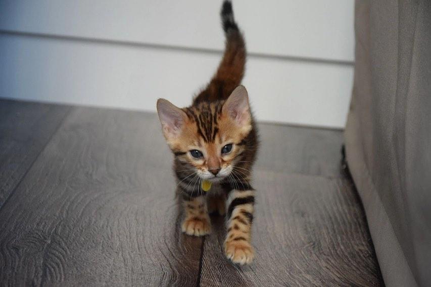 Bengal Kittens WhatsApp me : +66 63 826 3042 รูปย่อยที่ 3