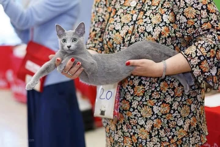 Russian Blue ระดับแชมป์สวยมากๆ 5