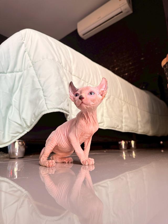 แมว สฟิงซ์ เพศ เมีย พร้อมย้ายบ้าน 8