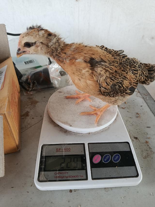 ไก่เหวินชาง (ไก่ไหหลำ) รูปที่ 4