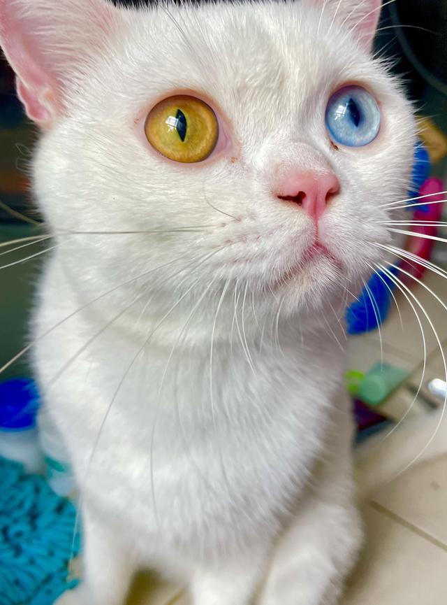 แมวสายพันธุ์ขาวมณี(The White Pearl),แมวสายพันธุ์สก็อตติชโฟลด์(Scottish fold) 2