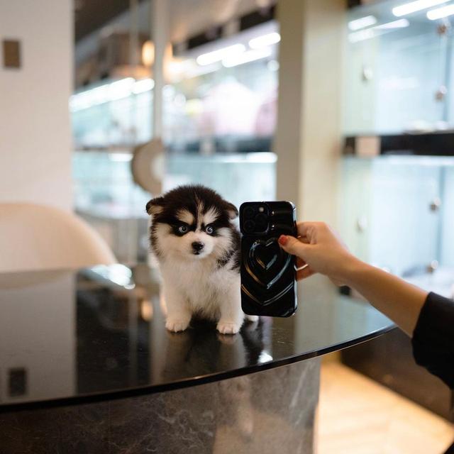 Pomsky Puppies WhatsApp me : +66 63 826 3042 รูปย่อยที่ 2