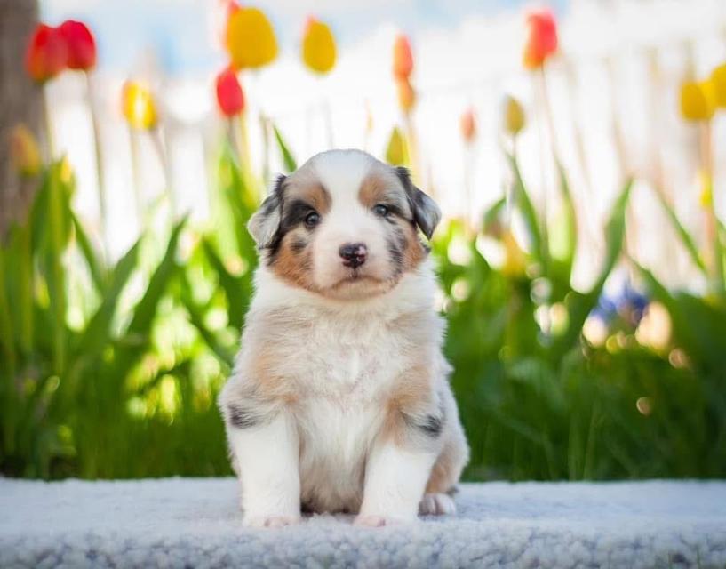 ลูกสุนัข Australian Shepherd สินสอดเบาๆ 2