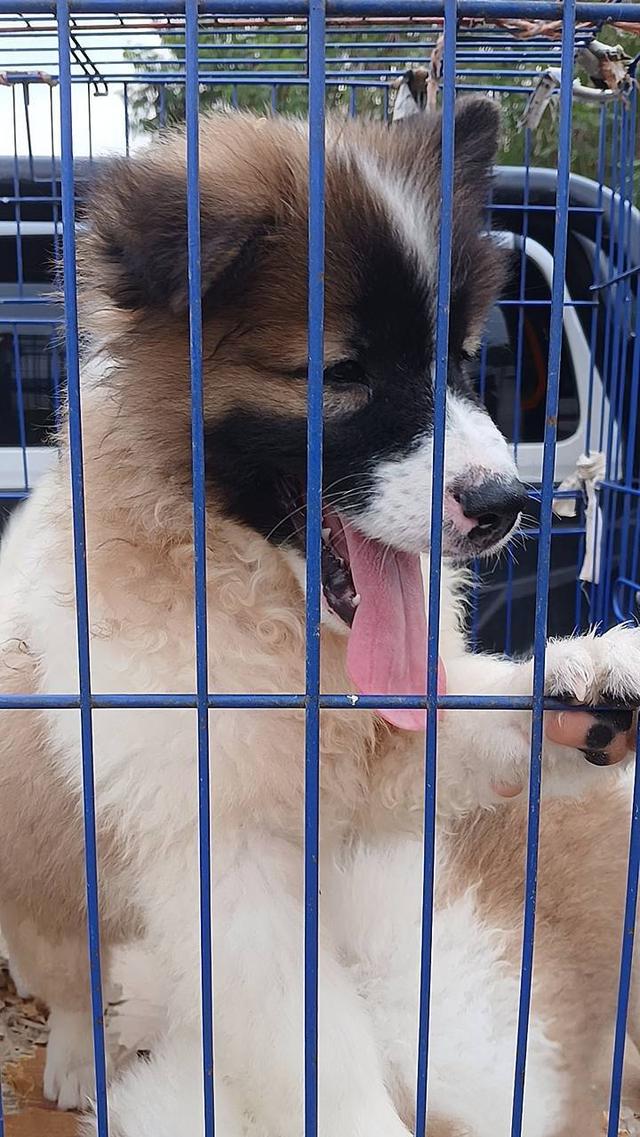 ลูกสุนัขบางแก้วอายุ2-3เดือน รูปที่ 4