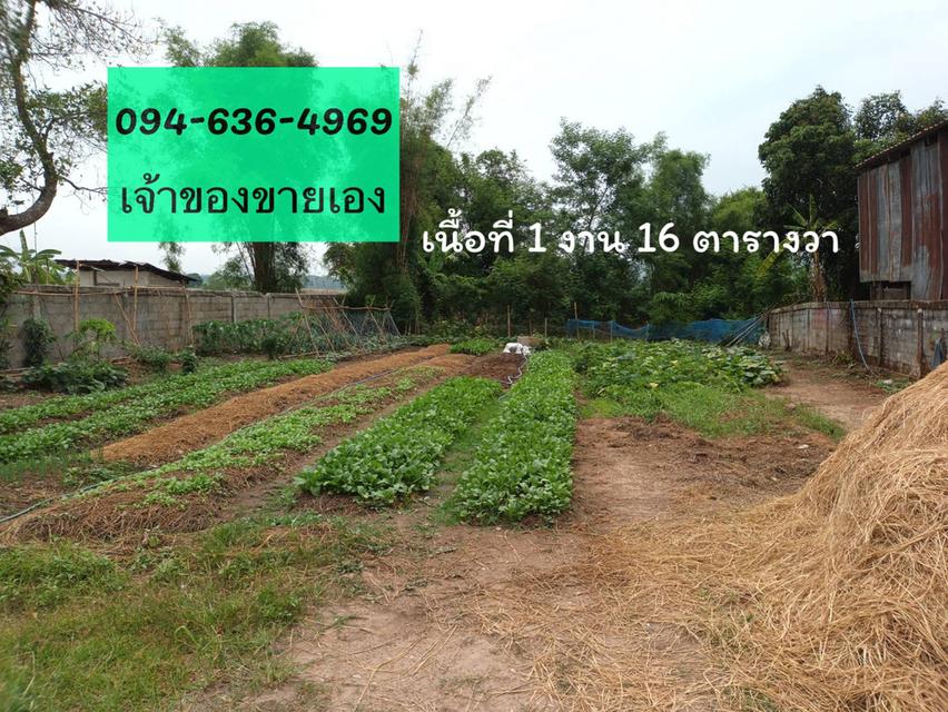 ที่ดินเปล่า เวียงชัย 1 งาน 16 วา เจ้าของขายเอง 5