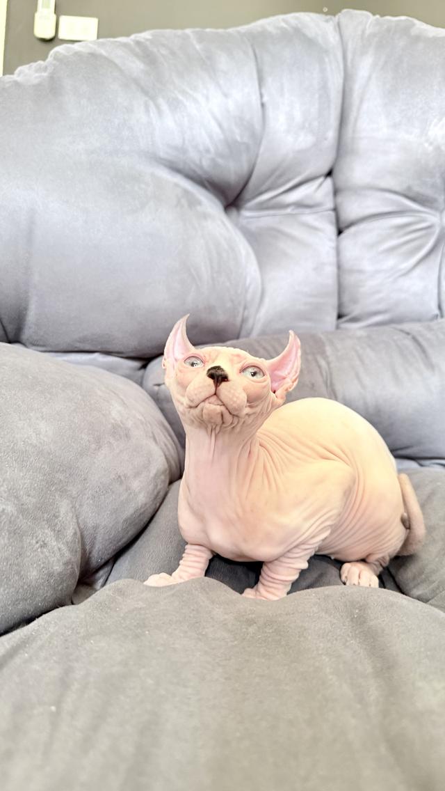 แมว สฟิงซ์ เพศเมีย Sphynx cat รูปที่ 13