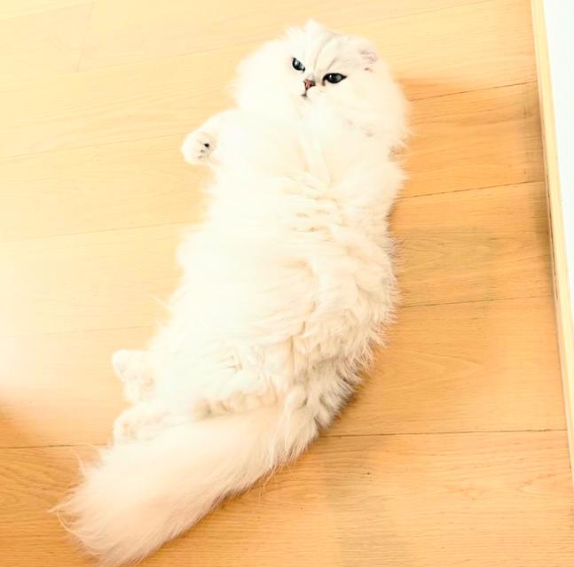 ขายแมวชินชิล่าขนยาว สีขาวสวยมาก 3