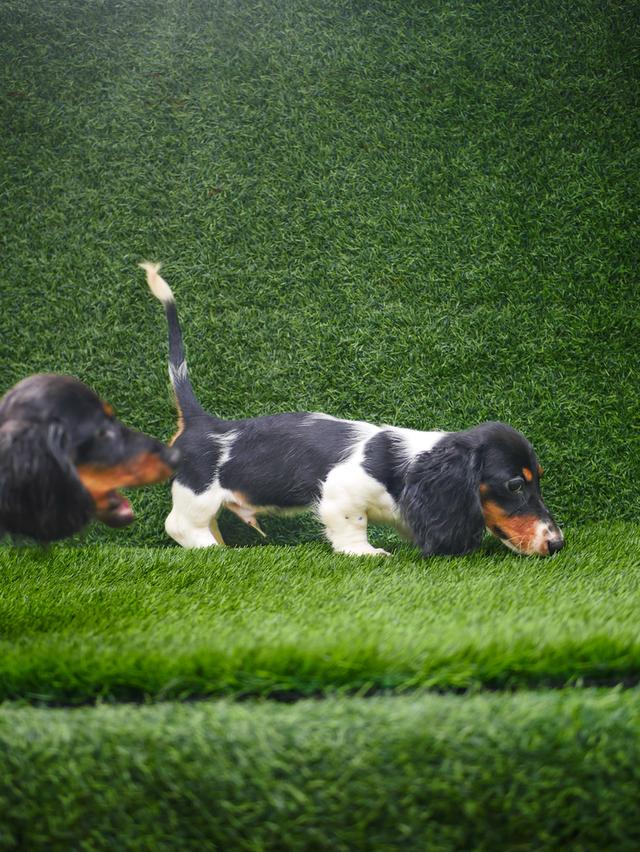 น้องดัชชุน ขนยาว เพศผู้ สีpiebald วัคซีนครบ รูปย่อยที่ 3