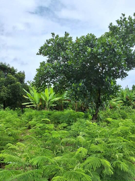 ขายบ้านพร้อมสวน 2 ไร่ 2 งาน 20 ตร.ว. ทำเลทองใกล้ศูนย์ราชการปราจีนบุรี บรรยากาศร่มรื่น เจ้าของขายเอง 6