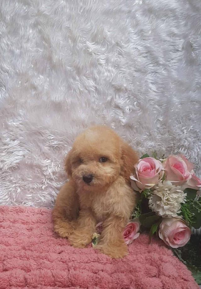 Poodle พุดเดิ้ลแท้ เพศชาย สีน้ำตาลทำวัคซีนเข็มแรก5โรค ถ่ายพยาธิ พร้อมย้ายบ้าน สุขภาพแข็งแรง รับประกันสุขภาพ ส่งได้ทั่วไทย ทั้งทางเครื่องบินและทางรถ
