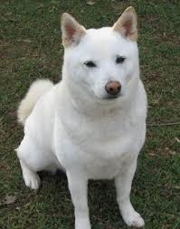 สุนัขชิบะสีขาว