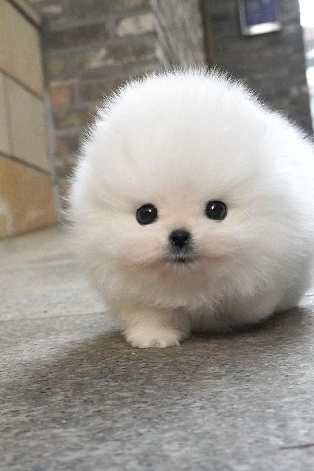ขายลูกสุนัข Pomeranian หน้าหมี น่ารักมาก เกรดพรีเมียม นำเข้าจากเกาหลี รูปที่ 7