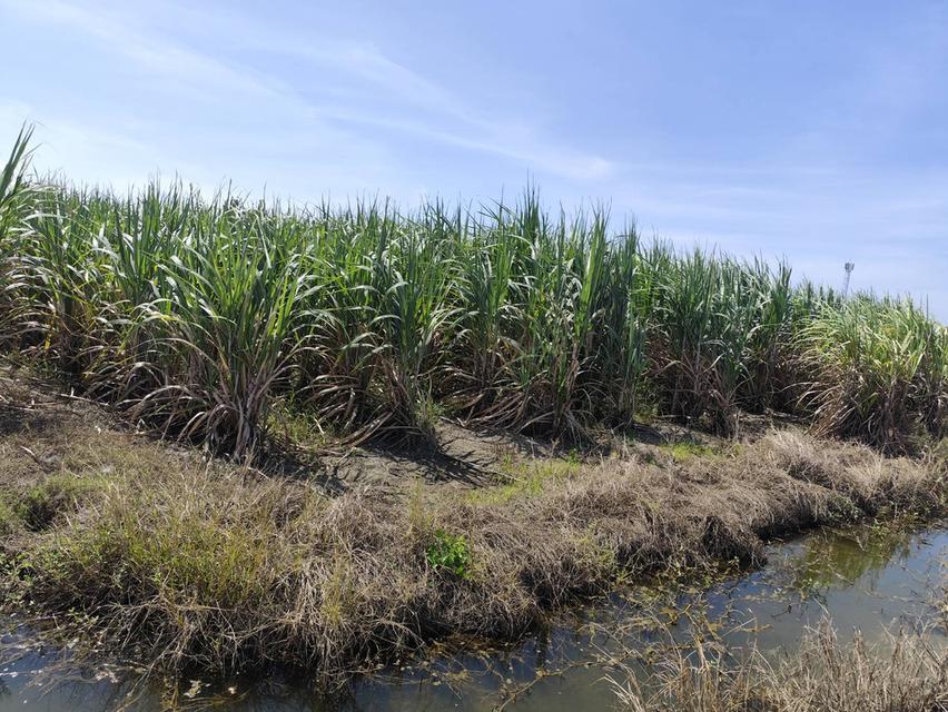 ขายที่ดินเปล่ายกแปลง 5 ไร่ โฉนด สวยมากก อาจจะแบ่งขายได้ พร้อมเจรจาคนซื้อจริงๆ นครปฐม 11