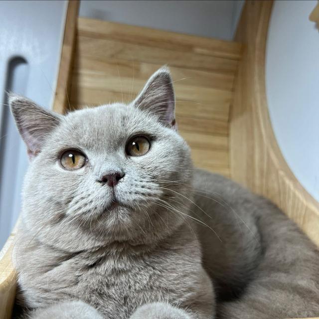 เเมวบริติชช๊อตแฮ ร์British Shorthair รูปที่ 14