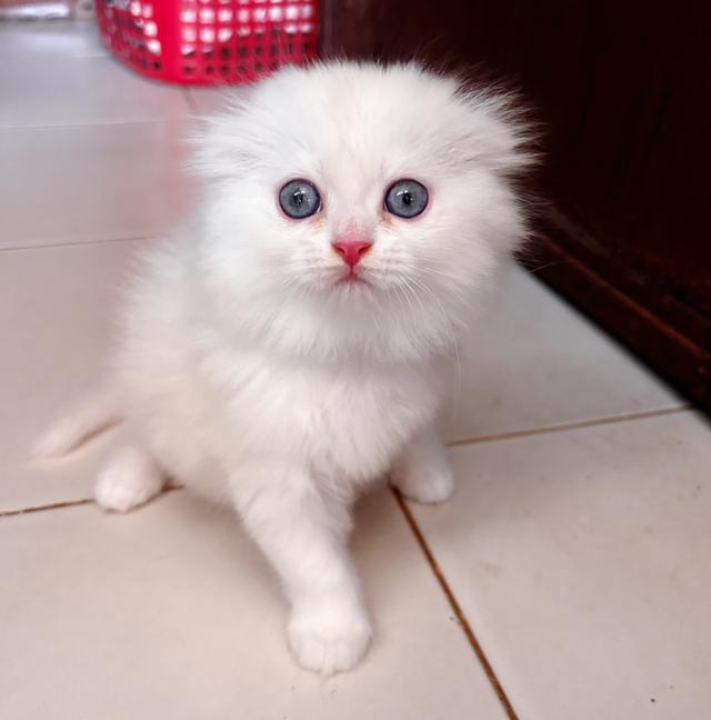 เปิดจองแมวสก็อตติชแท้