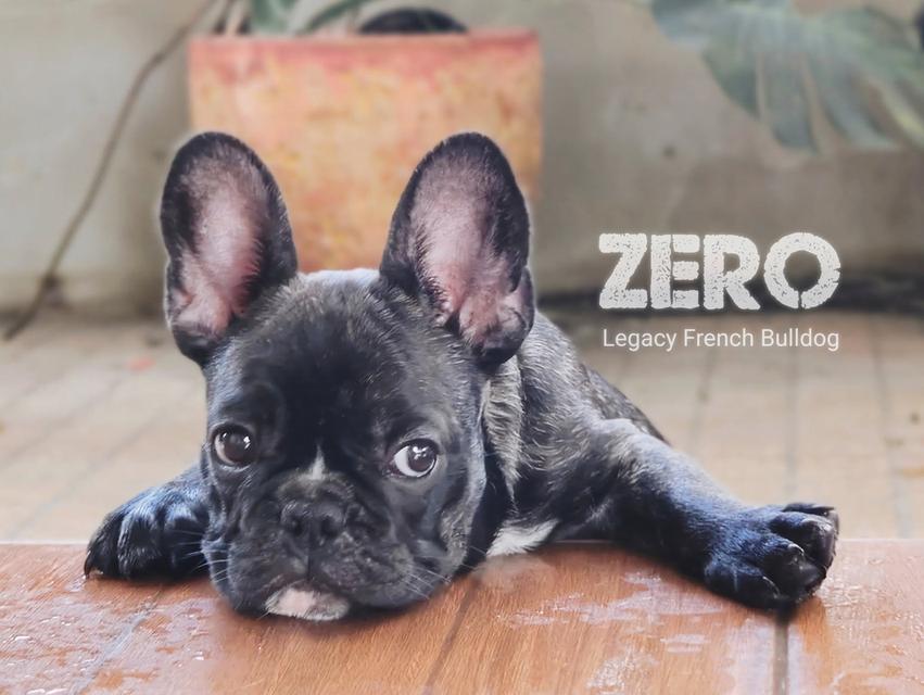 ZERO สุนัขเฟรนช์บูลด็อก 17