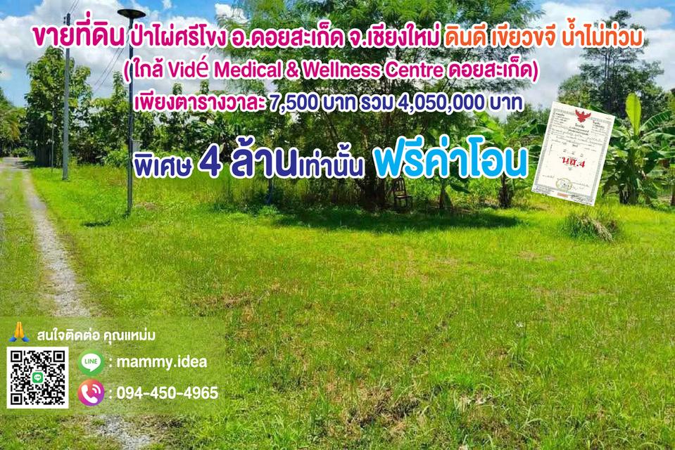 ขายที่ดิน ป่าไผ่ศรีโขง อ.ดอยสะเก็ด จ.เชียงใหม