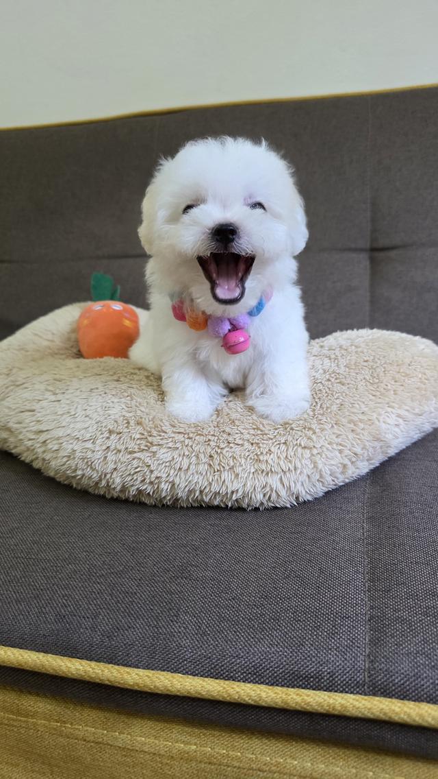 ลูกหมาพุดเดิ้ลผสมชิสุ รูปที่ 3