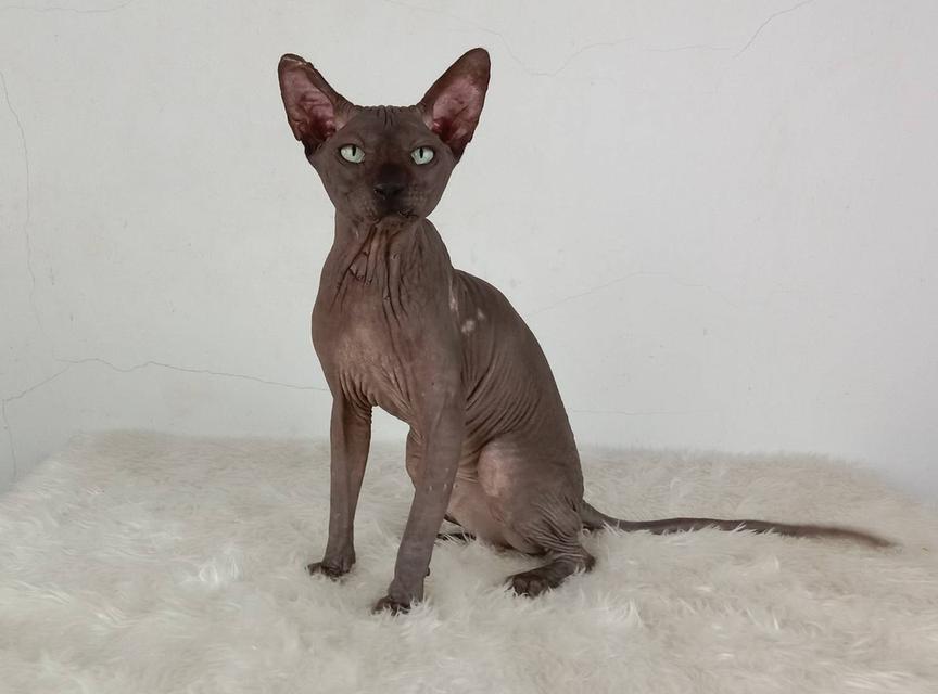 15.แมวสฟิงซ์/เพศผู้ หาบ้าน Sphynx Cat/Male looking for a new home 2