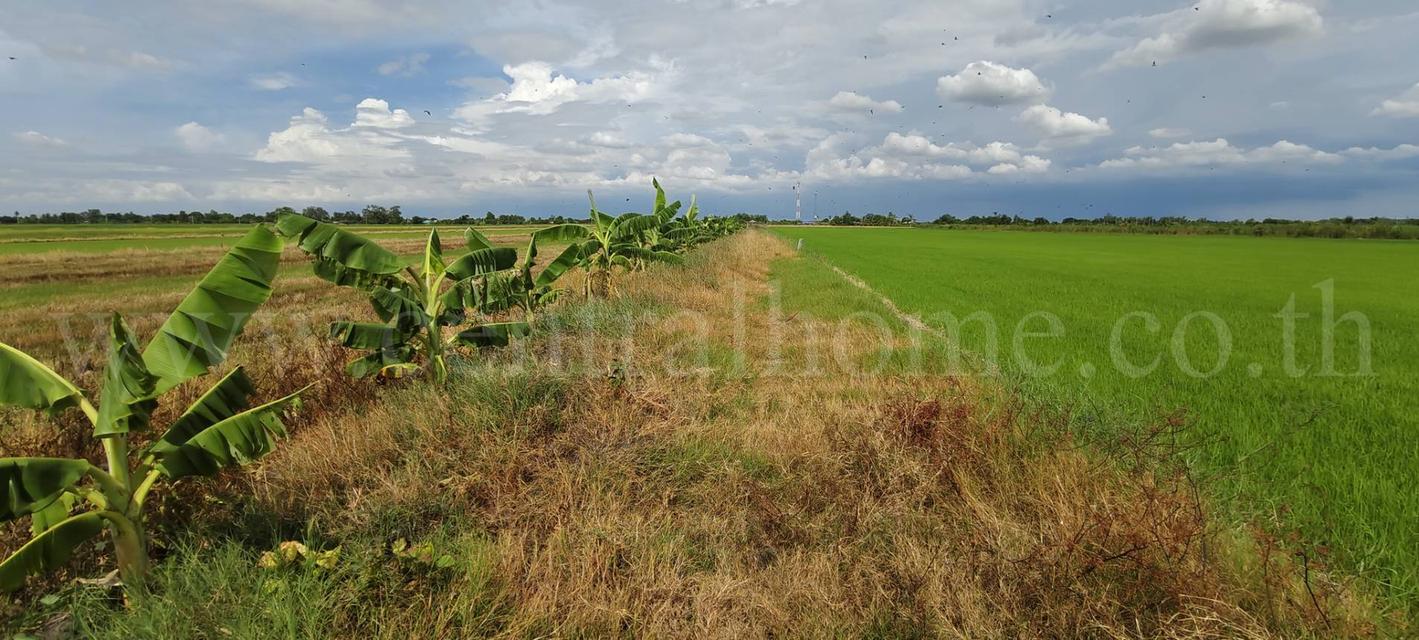 ที่ดินเปล่า 4 ไร่ 28.3 ตร.วา บางเลน นครปฐม ราคาถูก 8