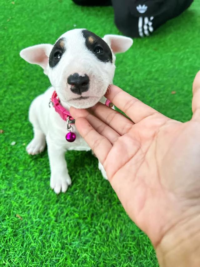 ขาย Bull Terrier ลูกหมาหน้าเตารีด 4