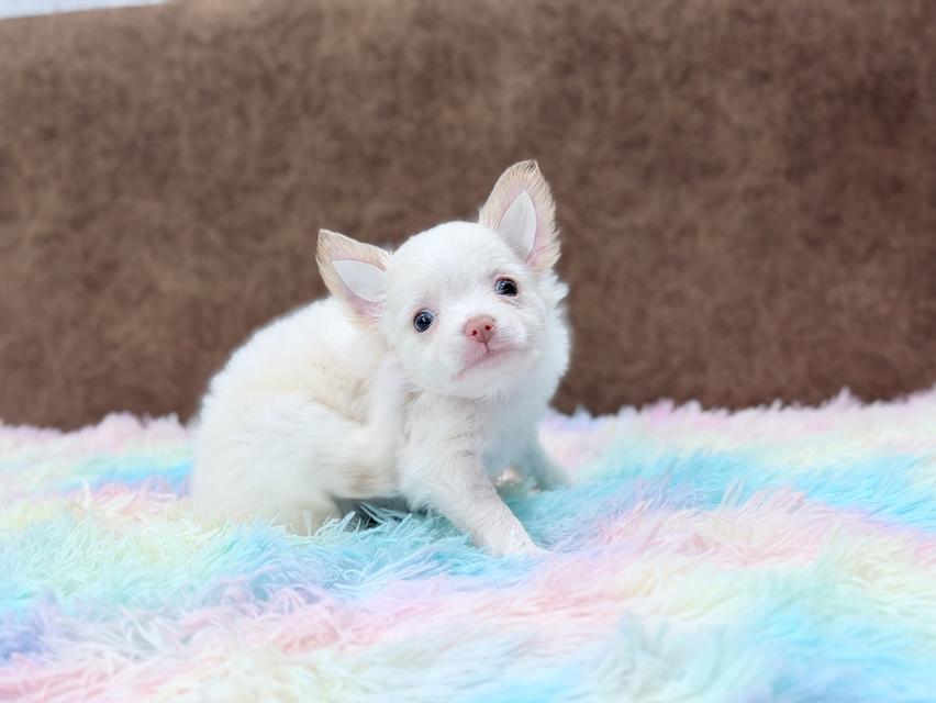 ชิวาวาผู้ ขนยาว สีขาวครีม รูปย่อยที่ 4