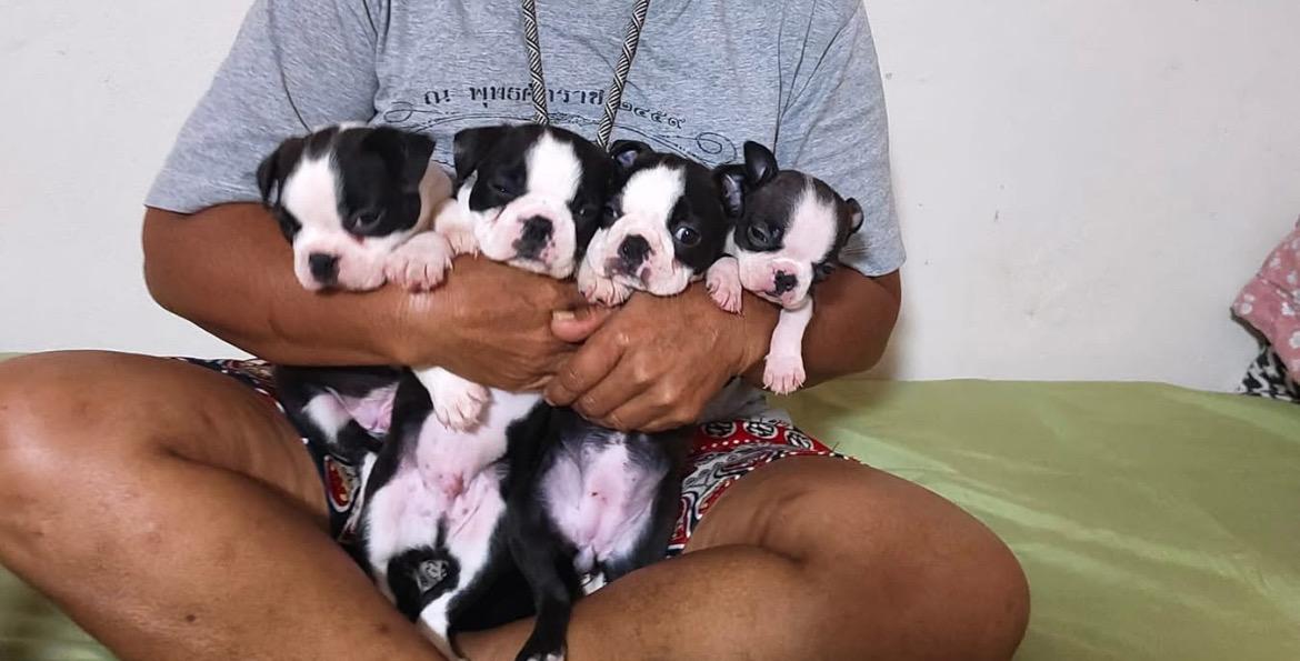 ลูกสุนัข Boston Terrier อ้วนๆ 2