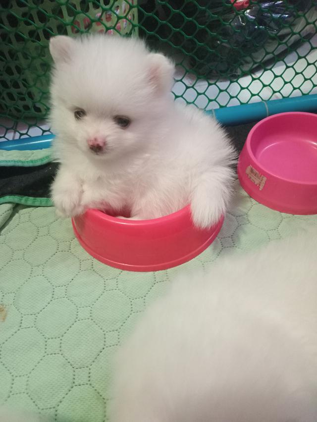 ขายลูกสุนัขพันธุ์ปอม