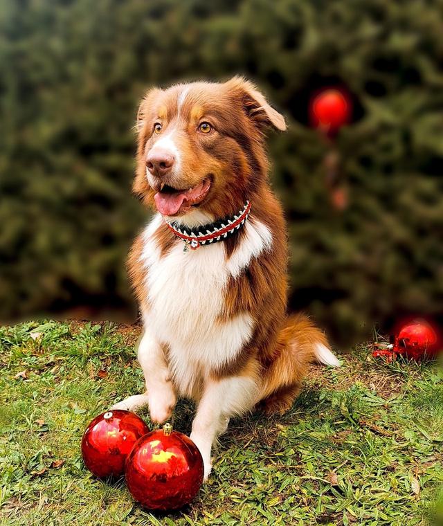 จำหน่ายสุนัข Australian Shepherd