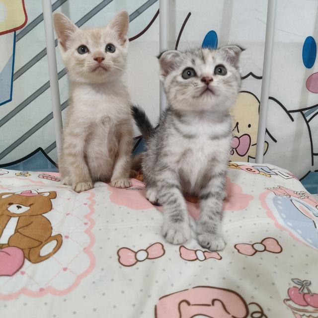 สก้อตติชอเมริกันช๊อตแฮร์ รูปที่ 10