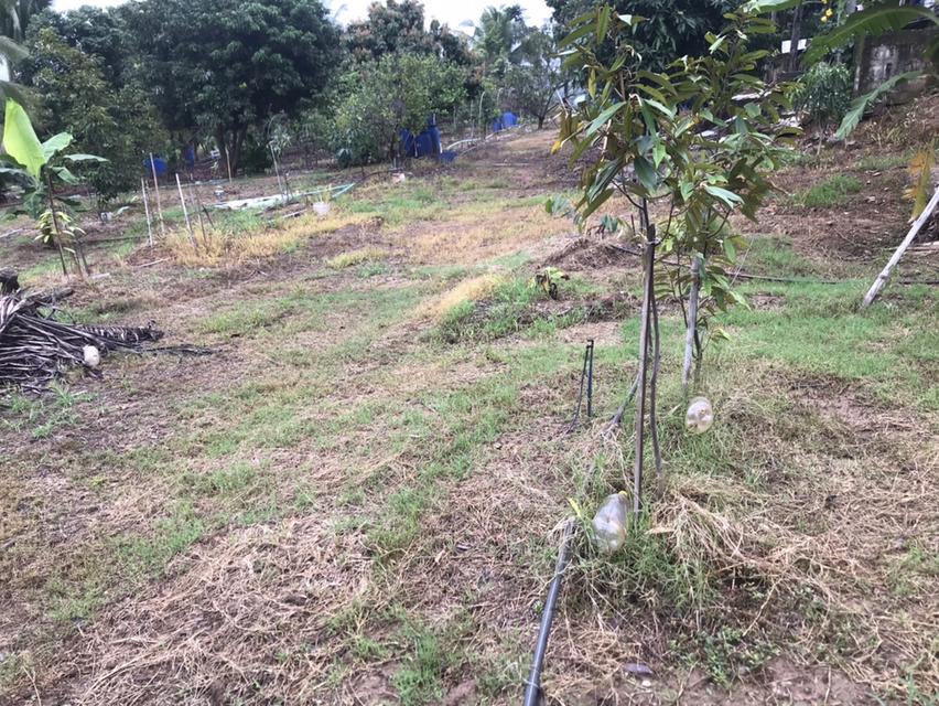 ให้เช่า สวนผลไม้ 12 ไร่ 7 หมื่นต่อปี 7