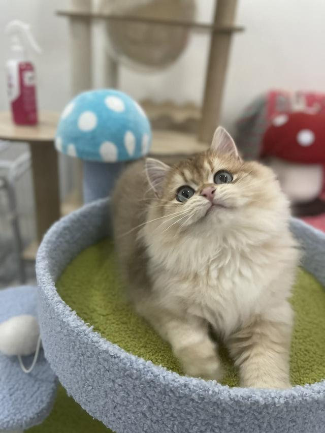 British Longhair พร้อมใบ WCF