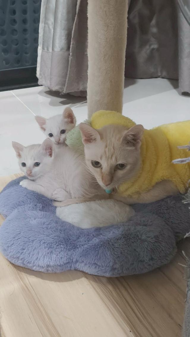 แมวน้อยหาบ้านแลกอาหารแมว 10