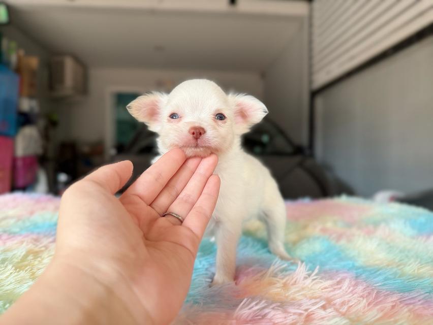 ชิวาวาผสมปอม ผู้ สีขาวครีม พิกัดรามอินทรา